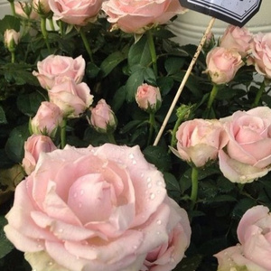 FreeXXX96性欧美古老片
